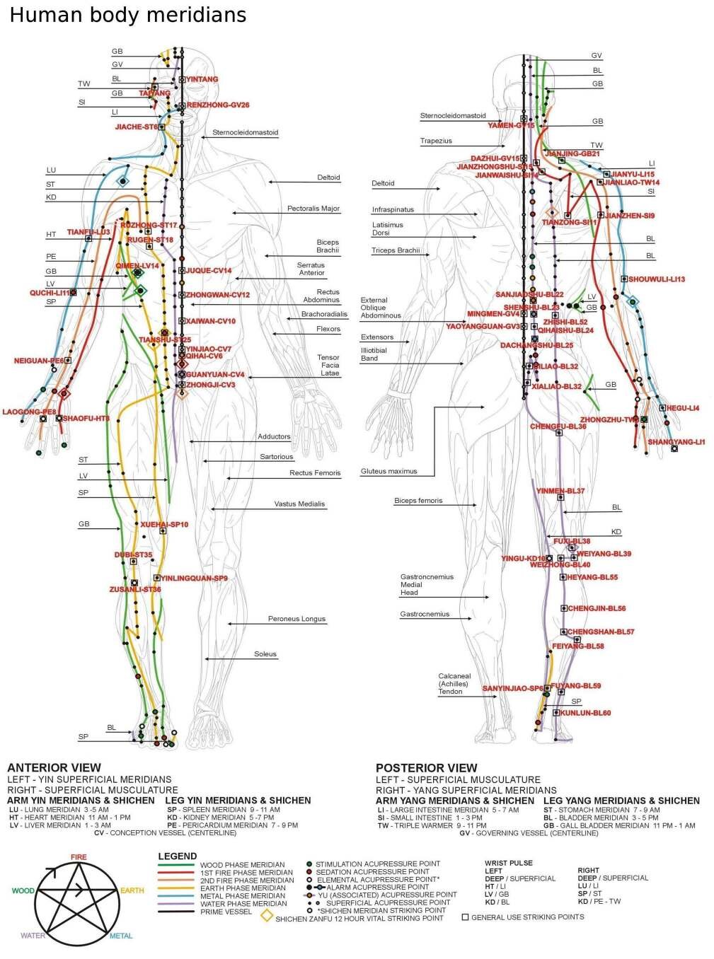 Chart of the human body meridians, front and back views, with the acupressure points along each channel