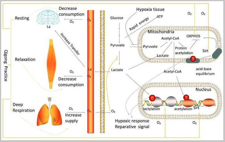 Diagram of oxygen use, lactate and acid-base balance in the brain, muscle, lungs, blood, heart and liver during qigong practice
